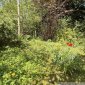 Impressionen Garten 03